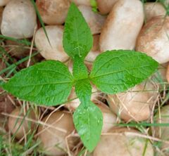 Ageratum conyzoides