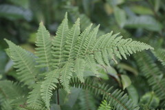 Macrothelypteris torresiana