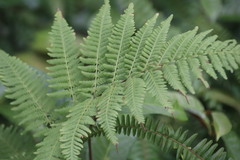 Macrothelypteris torresiana