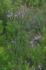 Prostanthera scutellarioides