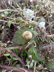 Cepaea hortensis