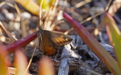 Hipparchia aristaeus