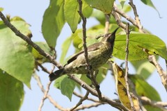 Chalcomitra senegalensis