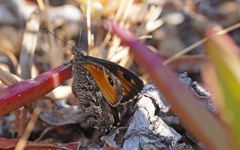 Hipparchia aristaeus