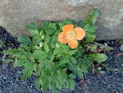 Papaver cambricum