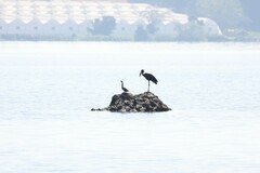 Anastomus lamelligerus