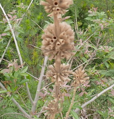 Leonotis leonurus