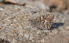 Hipparchia aristaeus