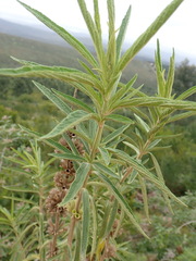 Leonotis leonurus