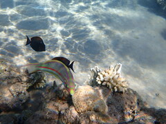 Acanthuridae