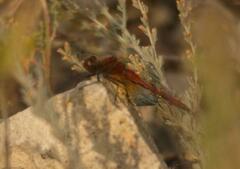 Sympetrum flaveolum