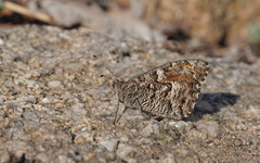 Hipparchia aristaeus