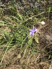 Lithotoma axillaris