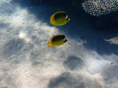 Chaetodon fasciatus