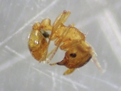 Wasmannia auropunctata