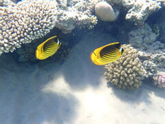 Chaetodon fasciatus