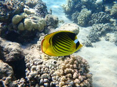Chaetodon fasciatus