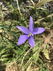Lithotoma axillaris