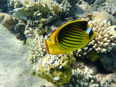 Chaetodon fasciatus