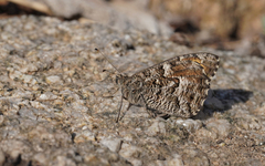 Hipparchia aristaeus