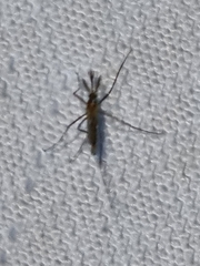 Culicinae