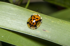 Aspidimorpha westwoodi