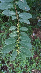 Bridelia tomentosa