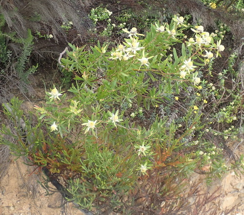 Image of Leucadendron conicum by (c) Nicola van Berkel, some rights reserved (CC BY-SA)
