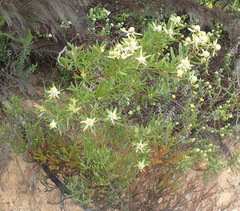 Leucadendron conicum