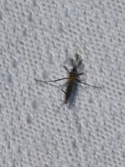 Culicinae