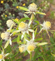 Leucadendron conicum