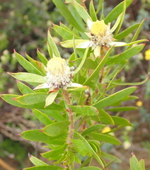 Leucadendron conicum