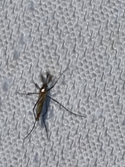 Culicinae