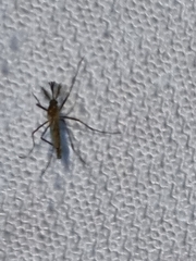 Culicinae