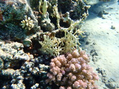 Millepora dichotoma