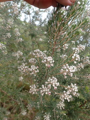 Phylica pinea