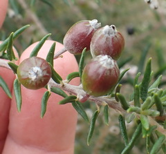 Phylica pinea