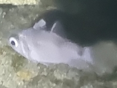 Nectamia fusca