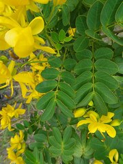 Senna pendula glabrata