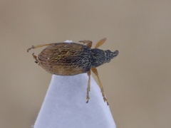 Malvapion malvae