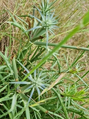Eryngium ovinum