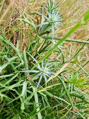 Eryngium ovinum