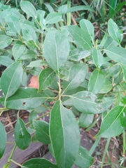 Cinnamomum camphora