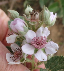 Rubus rigidus