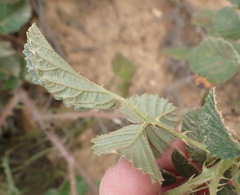 Rubus rigidus