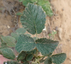 Rubus rigidus