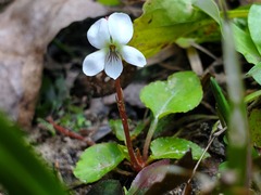 Viola primulifolia