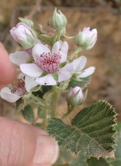 Rubus rigidus