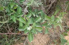 Rubus rigidus
