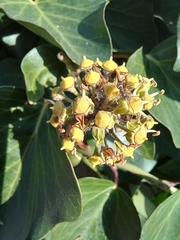 Formica cinerea